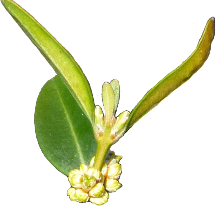 Fleurs du buis