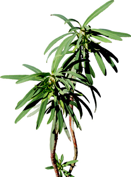 Plante d'Euphorbe