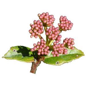 Boutons de fleurs du laurier tin