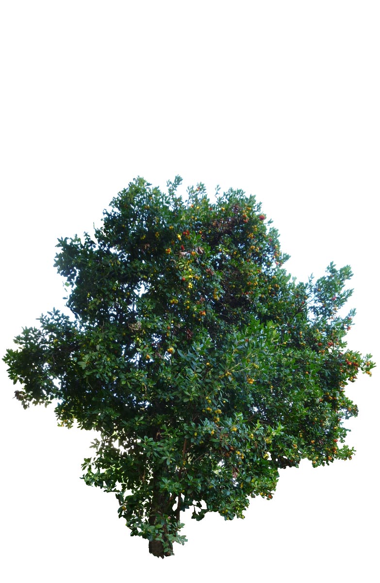 Arbousier