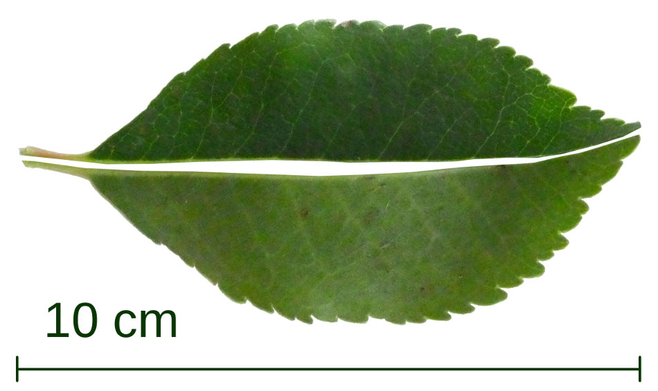 Feuille d'arbousier  l'endroit et  l'envers