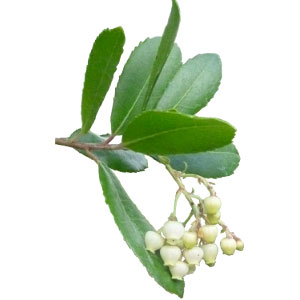 Fleur d'Arbousier