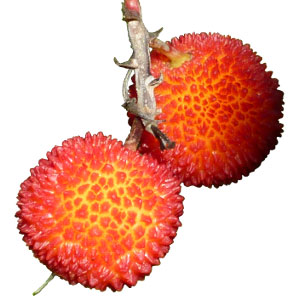 Fruit de l'arbousier