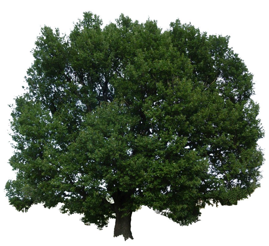 Chne Blanc avec feuilles vertes