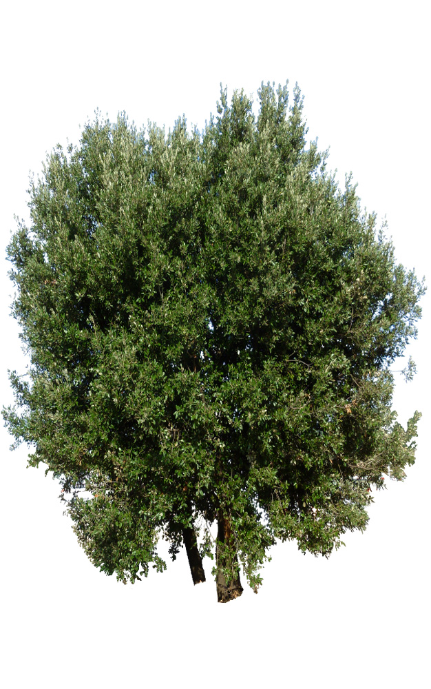 Chne Vert