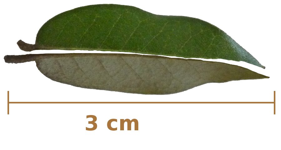 Feuille de chne vert