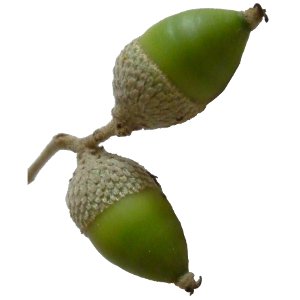 Gland du chne vert
