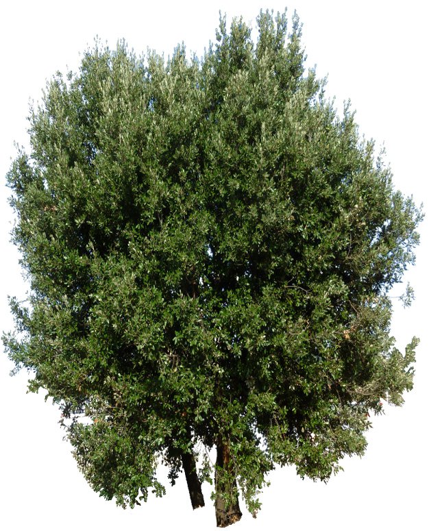 Chne Vert
