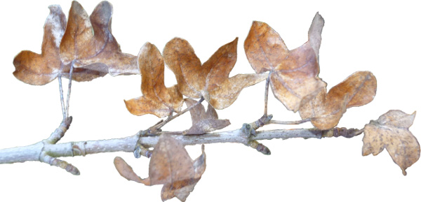 Feuilles d'rable de Montpellier