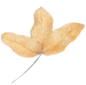 Feuille d'rable en automne
