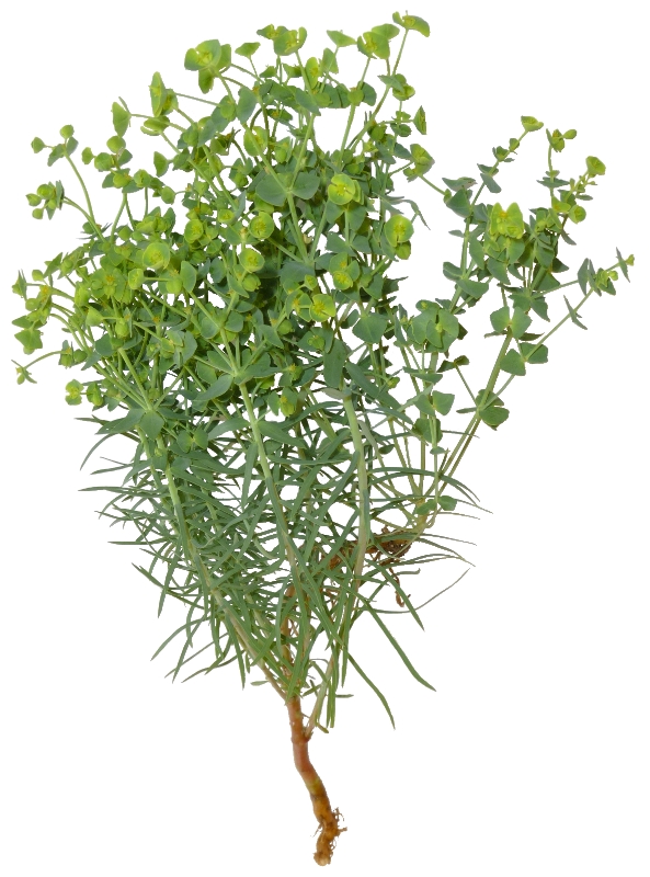 Plante d'Euphorbe