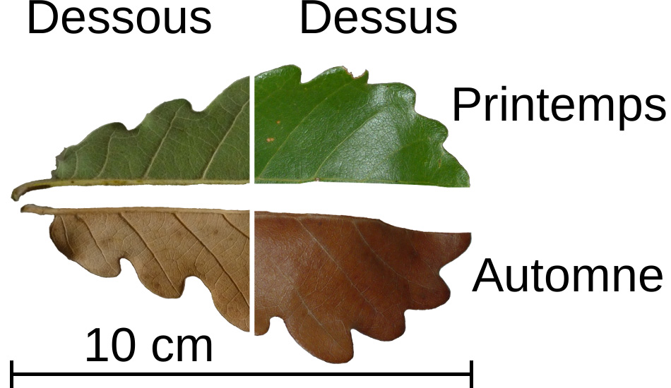 Feuille de chne blanc