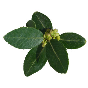 Bouton de fleurs de Filaire