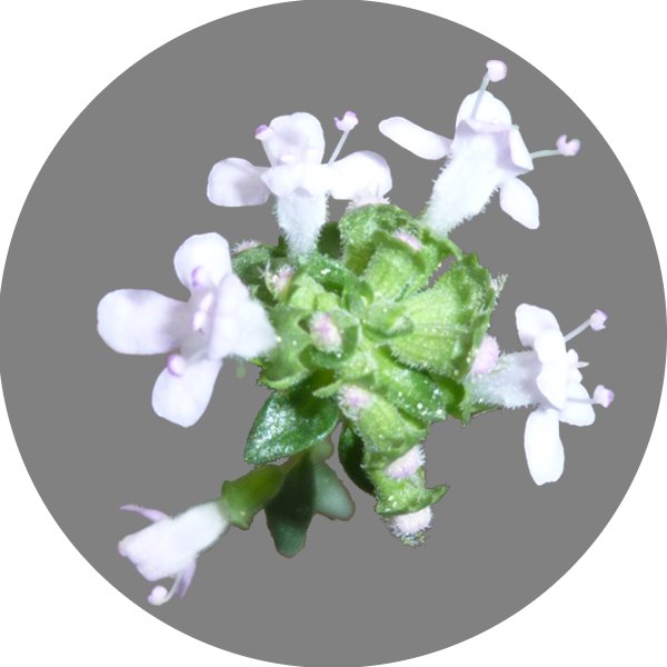 Dtail de la fleur.
